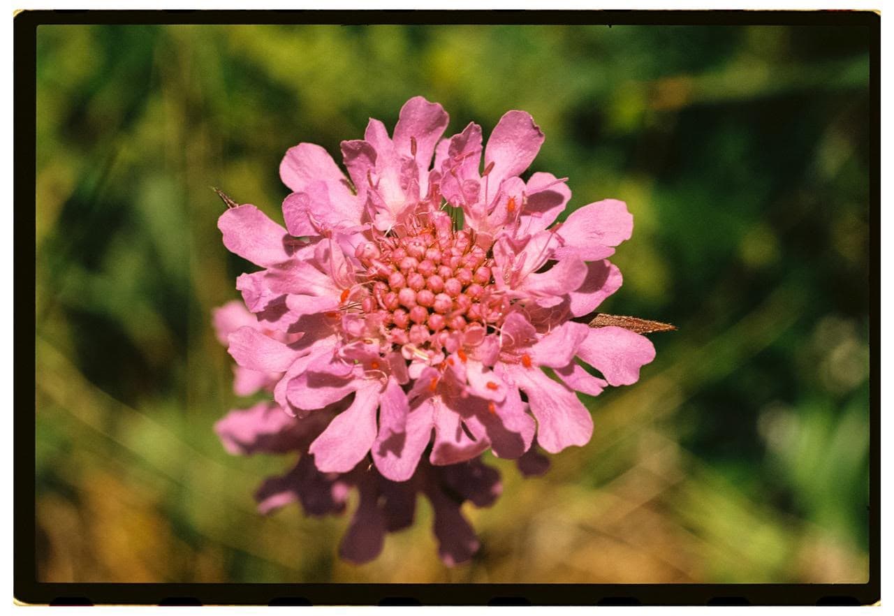 Flor