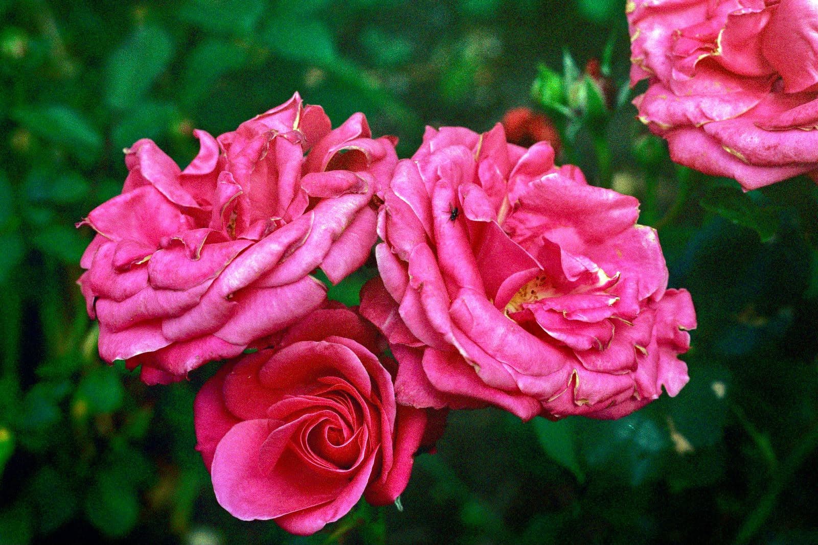 Flor